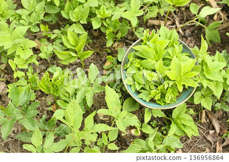 Aegopodium podagraria, commonly called ground elder or bishop weed in a bowl. 136956864