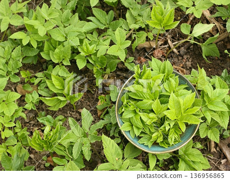 Aegopodium podagraria, commonly called ground elder or bishop weed in a bowl. Aegopodium podagraria, commonly called ground elder or bishop weed in a bowl. 136956865