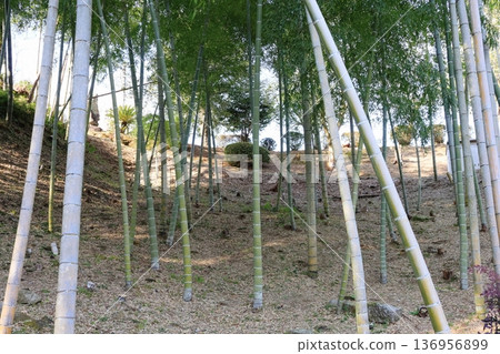 稀疏竹林的開闊景觀 136956899