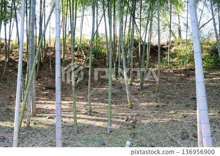稀疏竹林的開闊景觀 136956900