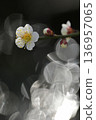 潔白閃亮的梅花 136957065