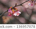 岡龜櫻花，春天 136957078