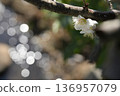 春天裡閃閃發光的白色梅花 136957079