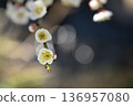 白梅花盛開 136957080