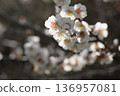 白梅花 136957081