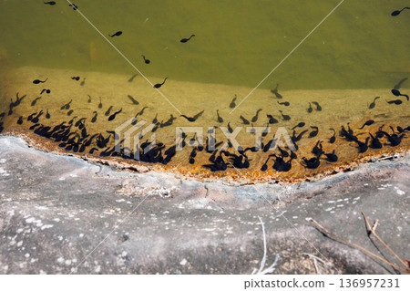 Countless tadpoles crowded together near the water Countless tadpoles crowded together near the water 136957231