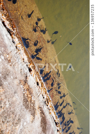 Countless tadpoles crowded together near the water Countless tadpoles crowded together near the water 136957235