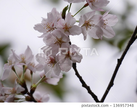 Cherry blossom Cherry blossom 136957348