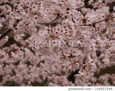 Cherry blossoms in full bloom shining in the spring sunshine Cherry blossoms in full bloom shining in the spring sunshine 136957349