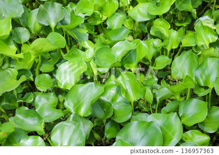 生長茂密的水生植物，鳳眼蓮 136957363