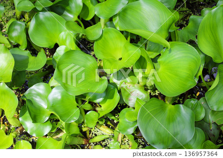 生長茂密的水生植物，鳳眼蓮 136957364