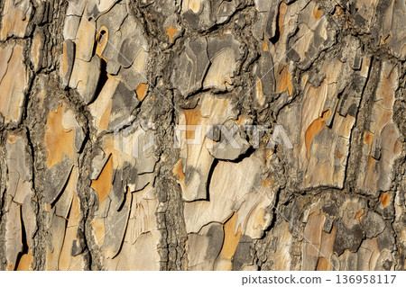 Maritime Pine, Pinus pinaster trunk symbol. Texture made of maritime pine tree bark. Beautiful Maritime Pine, Pinus pinaster trunk background. Conceptual image. Peaceful nature. Maritime Pine, Pinus pinaster trunk symbol. Texture made of maritime pine tree bark. Beautiful Maritime Pine, Pinus pinaster trunk background. Conceptual image. Peaceful nature. 136958117