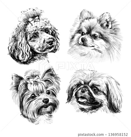 Set of hand drawn decorative dog portraits in detailed black and white sketch style. Small companion breeds with expressive faces, fluffy fur, and realistic shading. Artistic illustration isolated on Set of hand drawn decorative dog portraits in detailed black and white sketch style. Small companion breeds with expressive faces, fluffy fur, and realistic shading. Artistic illustration isolated on 136958152