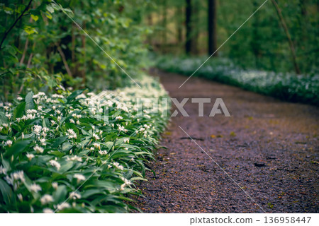Stunning spring beech forest scene with loads of flowering ramsons - wild garlic Stunning spring beech forest scene with loads of flowering ramsons - wild garlic 136958447