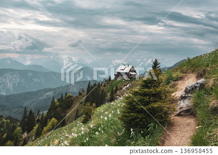 Mountain landscape with daffodil narcissus flowers and shelter house on Golica, Slovenia, at spring 136958455