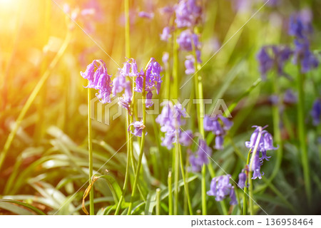 Blossoming lovely spring violet-blue flowers - common bluebells or hyacinthoides, Belgium Blossoming lovely spring violet-blue flowers - common bluebells or hyacinthoides, Belgium 136958464