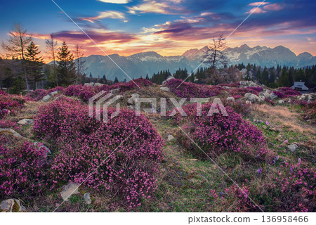 Heather flowers blooming at sunset, Velika Planina, Kamnic, Slovenia, Easter sunny landscape 136958466