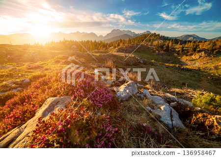 Heather flowers blooming at sunset, Velika Planina, Kamnic, Slovenia, Easter sunny landscape 136958467