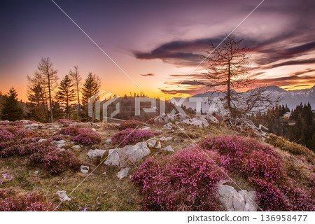 Heather flowers blooming at sunset, Velika Planina, Kamnic, Slovenia, Easter sunny landscape 136958477
