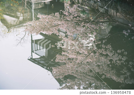[Hachimanbori] Beautiful cherry blossoms in full bloom / An old-fashioned townscape that is often used as a filming location for period dramas 136958478