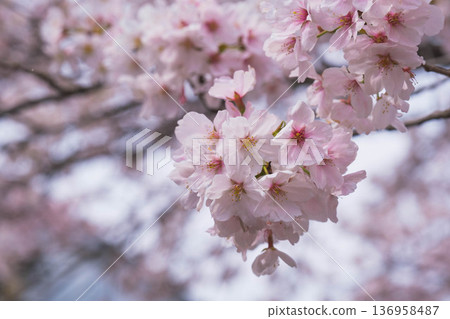 【八幡堀】盛開的櫻花美不勝收 / 常被用作古裝劇拍攝地的古老小鎮風光 【八幡堀】盛開的櫻花美不勝收 / 常被用作古裝劇拍攝地的古老小鎮風光 136958487