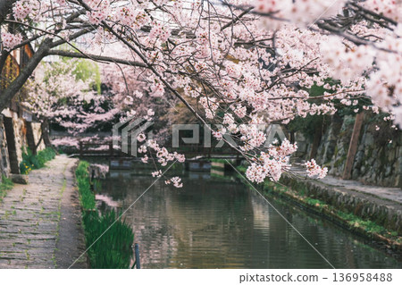 【八幡堀】盛開的櫻花美不勝收 / 常被用作古裝劇拍攝地的古老小鎮風光 【八幡堀】盛開的櫻花美不勝收 / 常被用作古裝劇拍攝地的古老小鎮風光 136958488