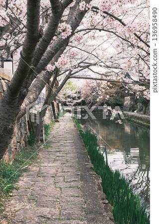 [Hachimanbori] Beautiful cherry blossoms in full bloom / An old-fashioned townscape that is often used as a filming location for period dramas 136958490