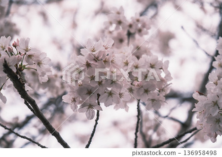 [Hachimanbori] Beautiful cherry blossoms in full bloom / An old-fashioned townscape that is often used as a filming location for period dramas 136958498