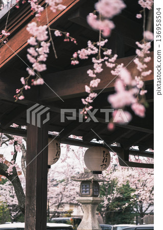 【八幡堀】盛開的櫻花美不勝收 / 常被用作古裝劇拍攝地的古老小鎮風光 136958504