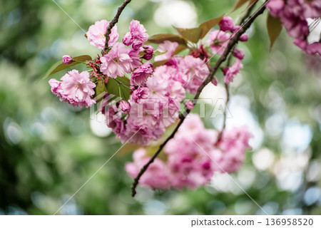 Sakura flowers blooming, spring seasonal Easter background Sakura flowers blooming, spring seasonal Easter background 136958520