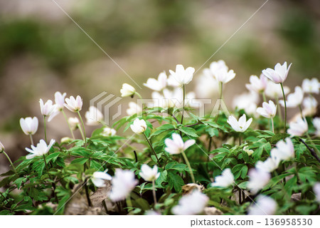 White anemone flowers growing in spring forest, natural seasonal background White anemone flowers growing in spring forest, natural seasonal background 136958530