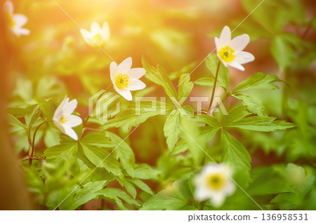 White anemone flowers growing in spring forest, natural seasonal background White anemone flowers growing in spring forest, natural seasonal background 136958531