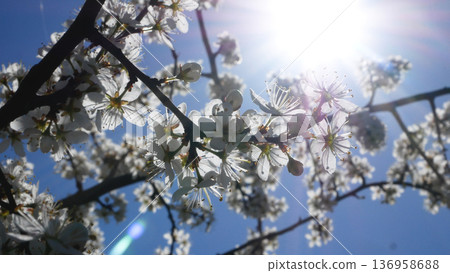 A branch of blooming cherry trees against a blue sky in the spring in the garden. A branch of blooming cherry trees against a blue sky in the spring in the garden. 136958688