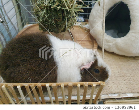A tricolor guinea pig is resting in a cage near a wooden fence A tricolor guinea pig is resting in a cage near a wooden fence 136958961