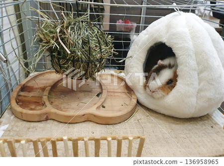Guinea pig resting in a soft white plush house next to a hay feeder ball. Cozy and well-equipped habitat Guinea pig resting in a soft white plush house next to a hay feeder ball. Cozy and well-equipped habitat 136958965
