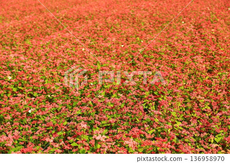Red buckwheat (sweet soba, triangular wheat, flower wheat, crow wheat) flower sea Red buckwheat (sweet soba, triangular wheat, flower wheat, crow wheat) flower sea 136958970