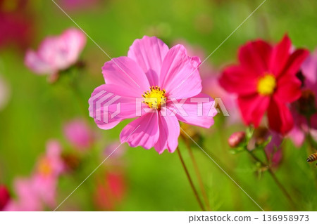 綻放的大波斯菊花(格桑花,秋英,波斯菊,秋櫻,笤帚梅,掃帚梅,大春車菊,大春菊) 綻放的大波斯菊花(格桑花,秋英,波斯菊,秋櫻,笤帚梅,掃帚梅,大春車菊,大春菊) 136958973