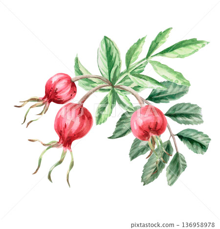 Ripe rose hips on a branch. Isolated watercolor illustration for herbal tea-themed designs, culinary and nature-related branding, environmental campaigns, and educational materials. Ripe rose hips on a branch. Isolated watercolor illustration for herbal tea-themed designs, culinary and nature-related branding, environmental campaigns, and educational materials. 136958978