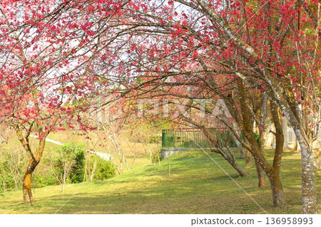 Beautiful cherry blossoms (Japanese peach, Fukushima cherry, Kusashi, Aohada cherry) Tree flower garden and walking path 136958993