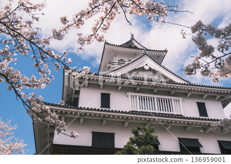 【長濱城】滋賀縣著名的賞櫻勝地，櫻花盛開，美不勝收 / 古樸典雅的城堡與絢麗的櫻花交相輝映，構成一幅令人嘆為觀止的迷人畫卷 136959001