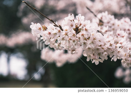 【長濱城】滋賀縣著名的賞櫻勝地，美麗的櫻花在這裡盛開，美不勝收。 136959050