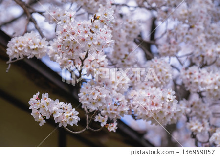 [Nagahama Castle] A famous cherry blossom spot in Shiga Prefecture where beautiful cherry blossoms bloom in full glory 136959057