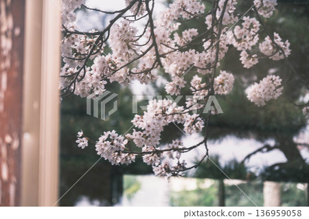 【長濱城】滋賀縣著名的賞櫻勝地，美麗的櫻花在這裡盛開，美不勝收。 136959058