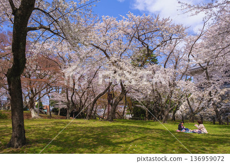 [Nagahama Castle] A famous cherry blossom spot in Shiga Prefecture where beautiful cherry blossoms bloom in full glory 136959072