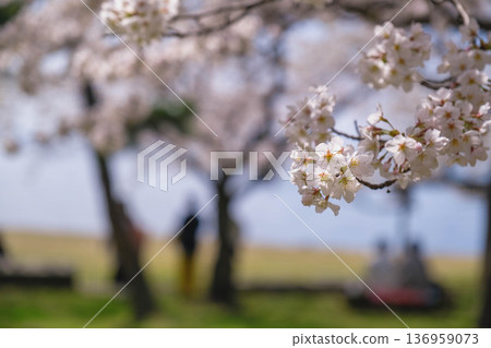 [Nagahama Castle] A famous cherry blossom spot in Shiga Prefecture where beautiful cherry blossoms bloom in full glory 136959073