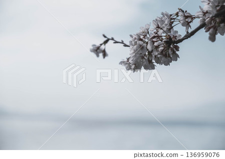 [Nagahama Castle] A famous cherry blossom spot in Shiga Prefecture where beautiful cherry blossoms bloom in full glory 136959076