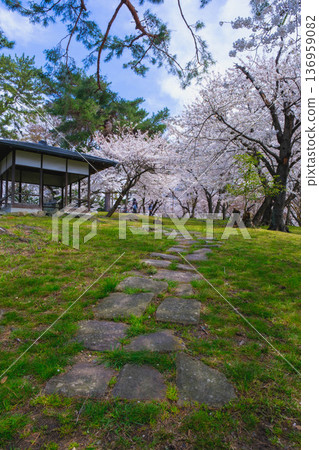 [Nagahama Castle] A famous cherry blossom spot in Shiga Prefecture where beautiful cherry blossoms bloom in full glory 136959082