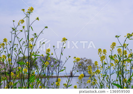 【長濱城】琵琶湖畔盛開的黃色油菜花 136959500