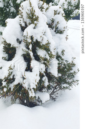 Evergreen garden shrub covered in fresh snow in winter 136960397