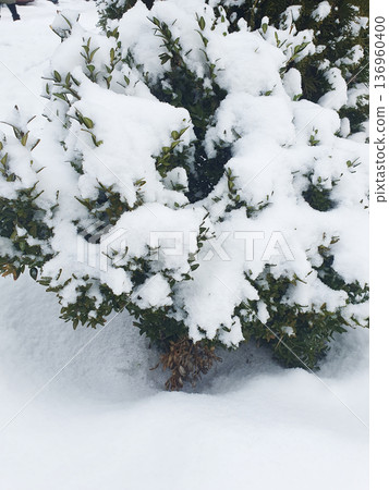 Evergreen garden shrub covered in fresh snow in winter Evergreen garden shrub covered in fresh snow in winter 136960400